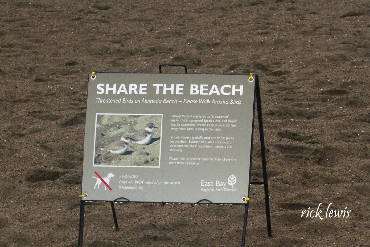 Alameda Post - on the beach, a sign says "Share the beach. Threatened birds on Alameda Beach. Please walk around the birds" with a photo of small birds and more text