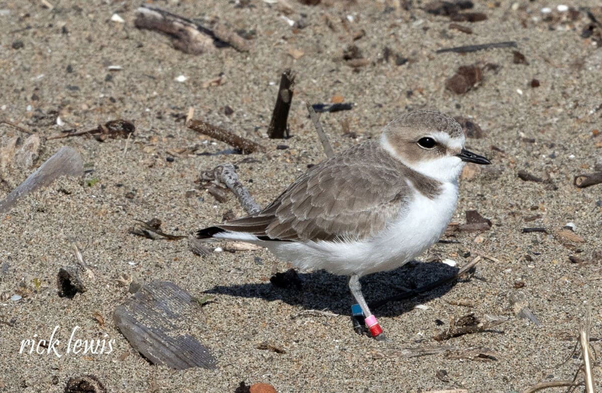 Alameda Post - a small grey brown and white bird with little bands on its legs