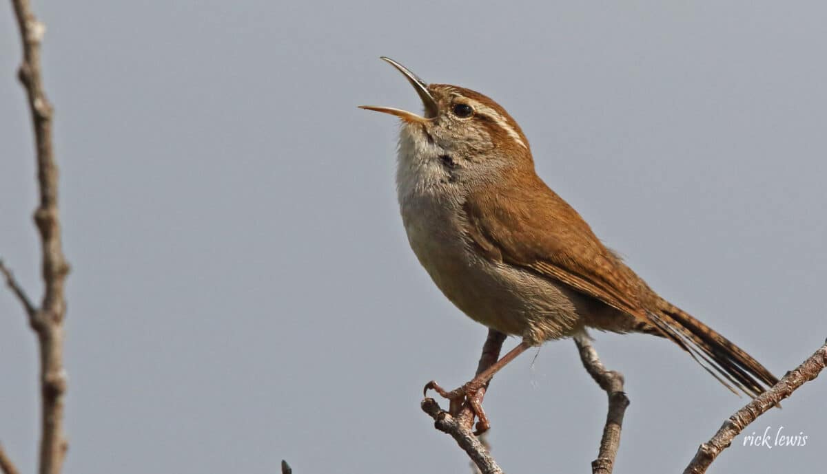 Alameda Post - a bird sits on a branch and tweets