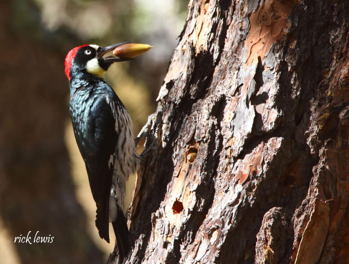 Alameda Post - a woodpecker holds an acorn and clings to the side of a tree. There are small holes in the side of the tree with a single acorn inside each