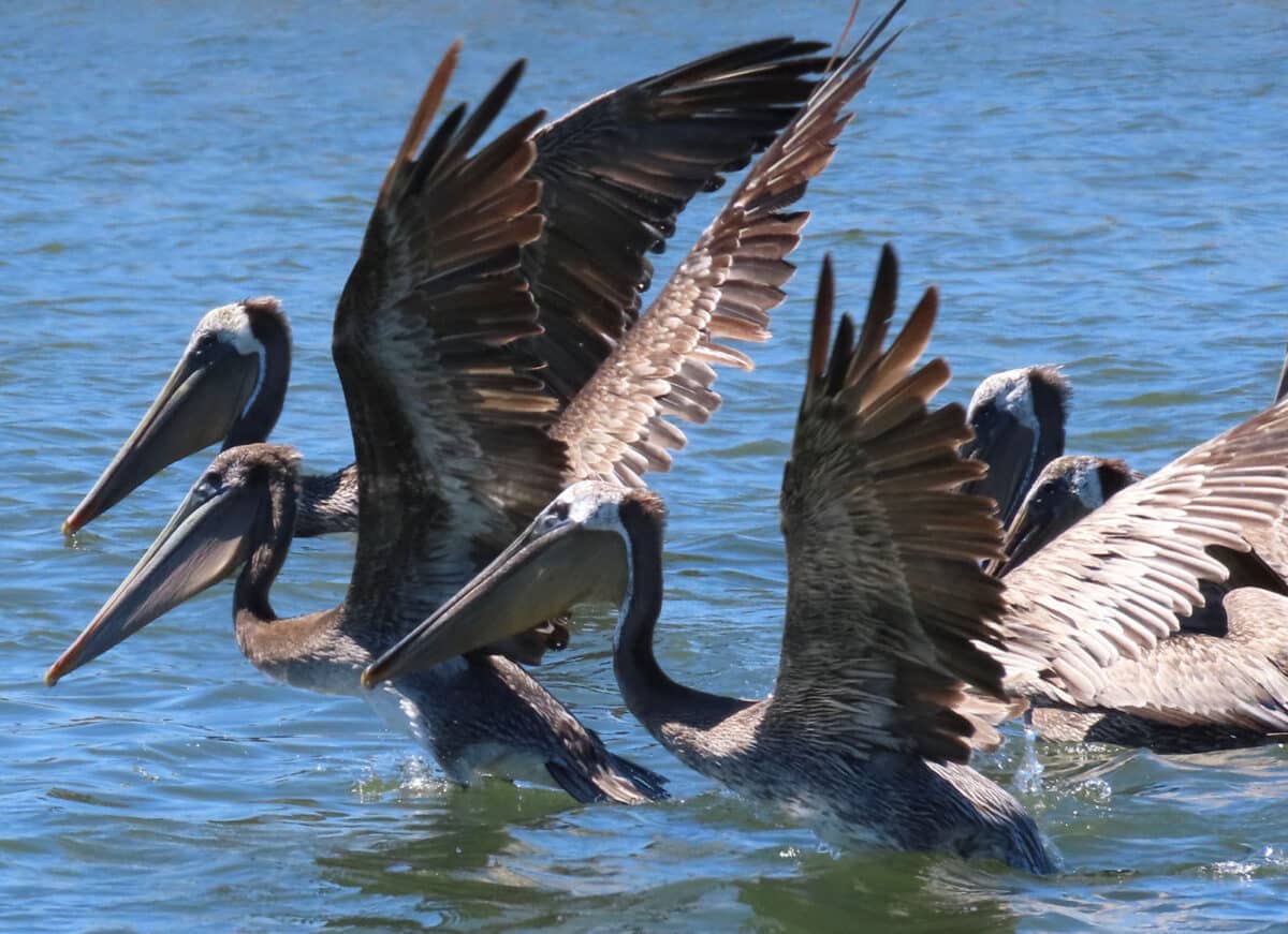 Alameda Post - Pelicans land in the water.