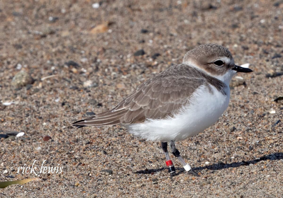 Alameda Post - a snowy plover with bands on their legs