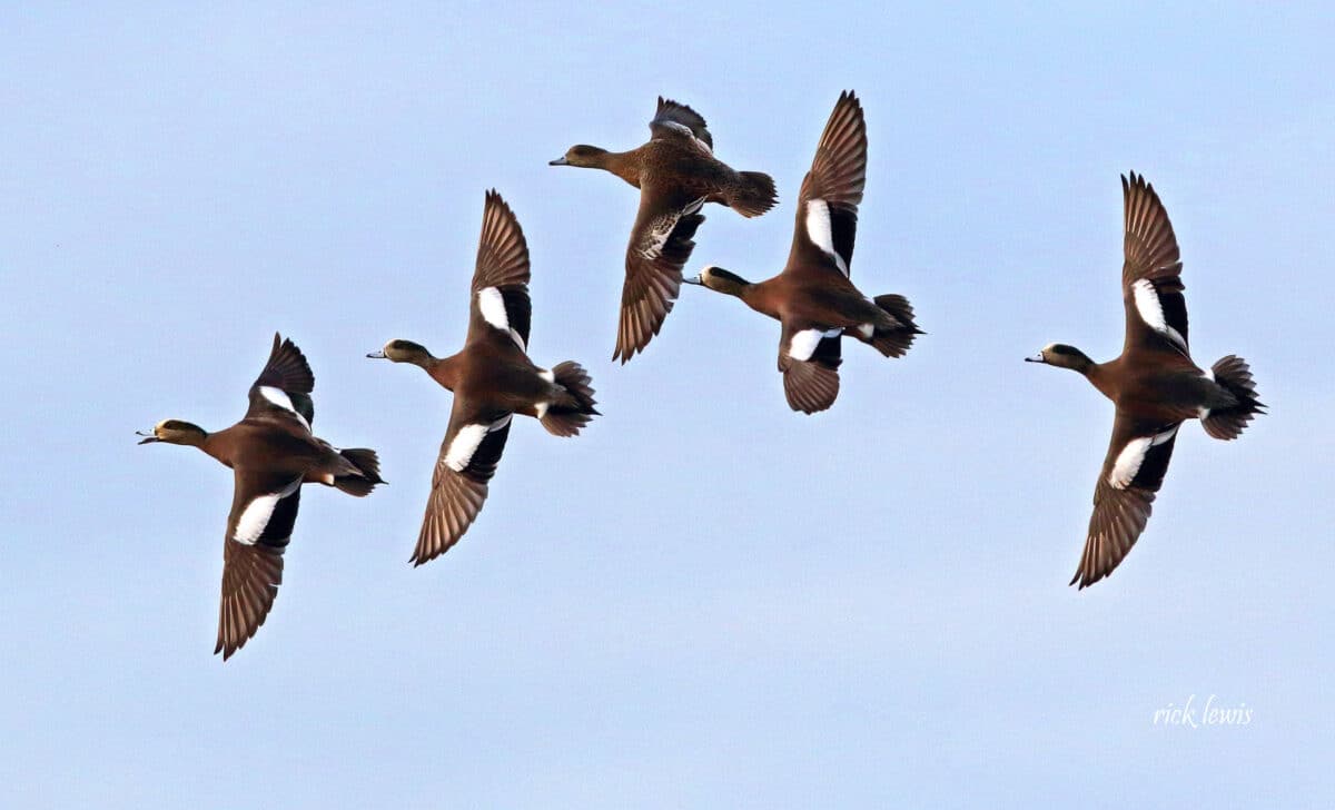 Alameda Post - A group of five ducks with distinctive white patches on their wings fly overhead. 