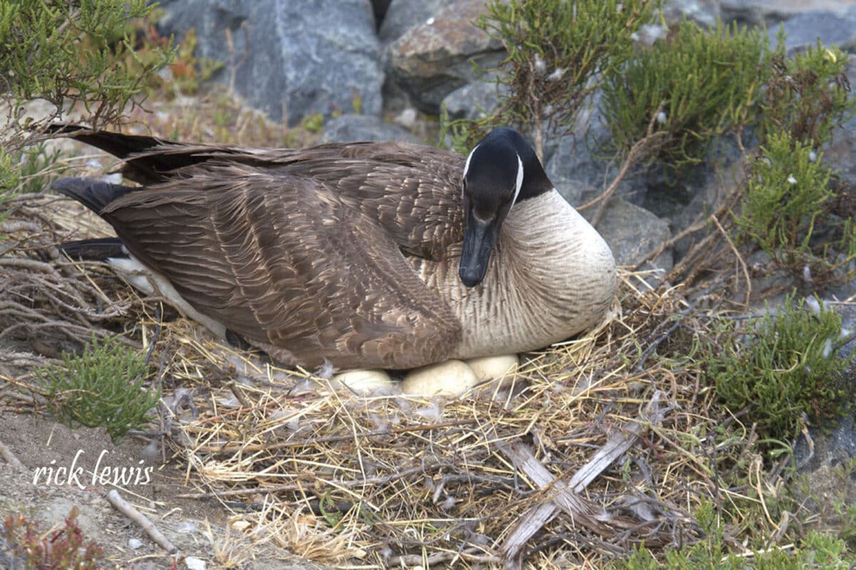 Alameda Post - a Canada goose sits on a nest of eggs