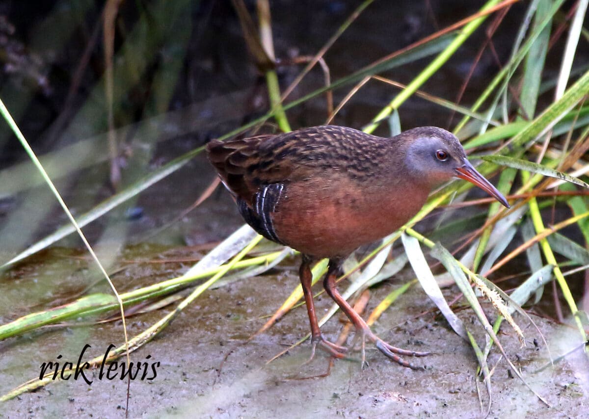 Alameda Post - a small bird with stands on wet sand amongst vegetation 