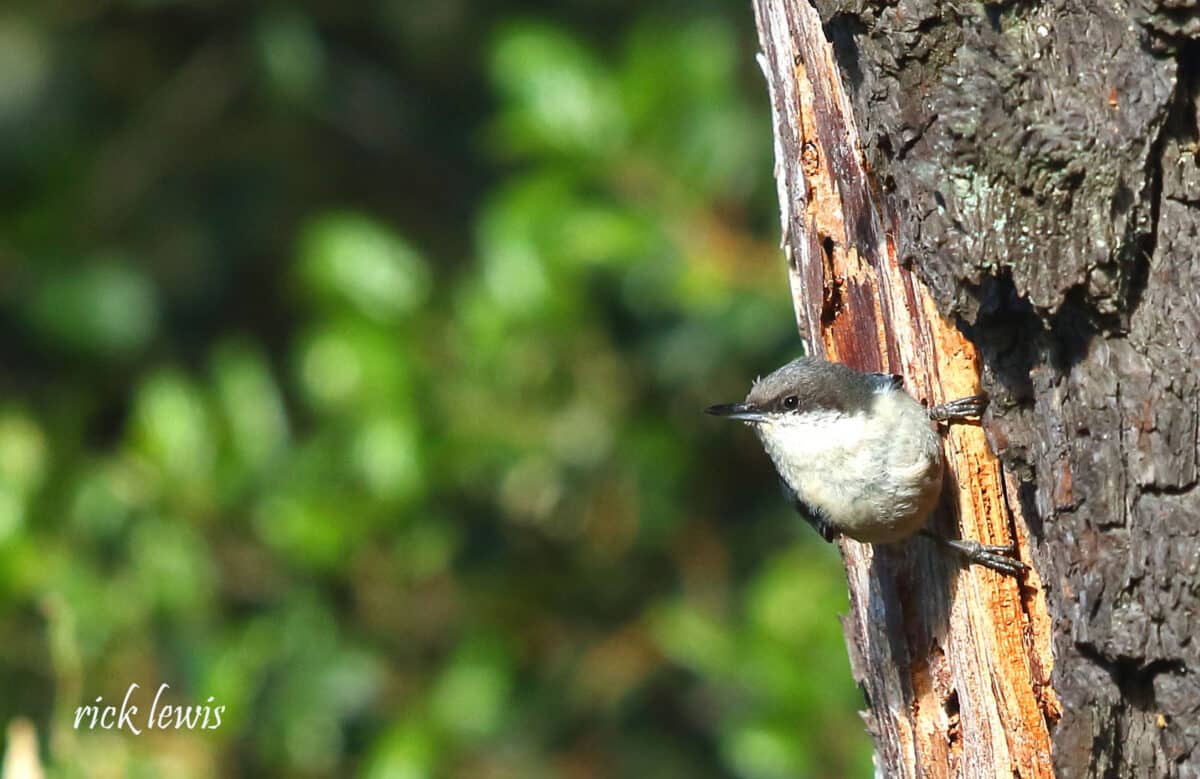 Alameda post - a small bird clings to the side of a tree