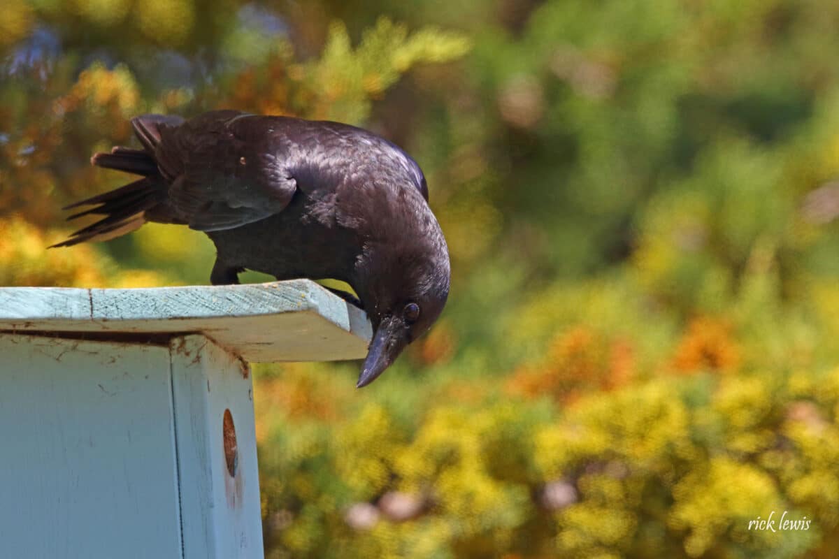 Alameda Post - a crow sits on a bird box and looks into the hole