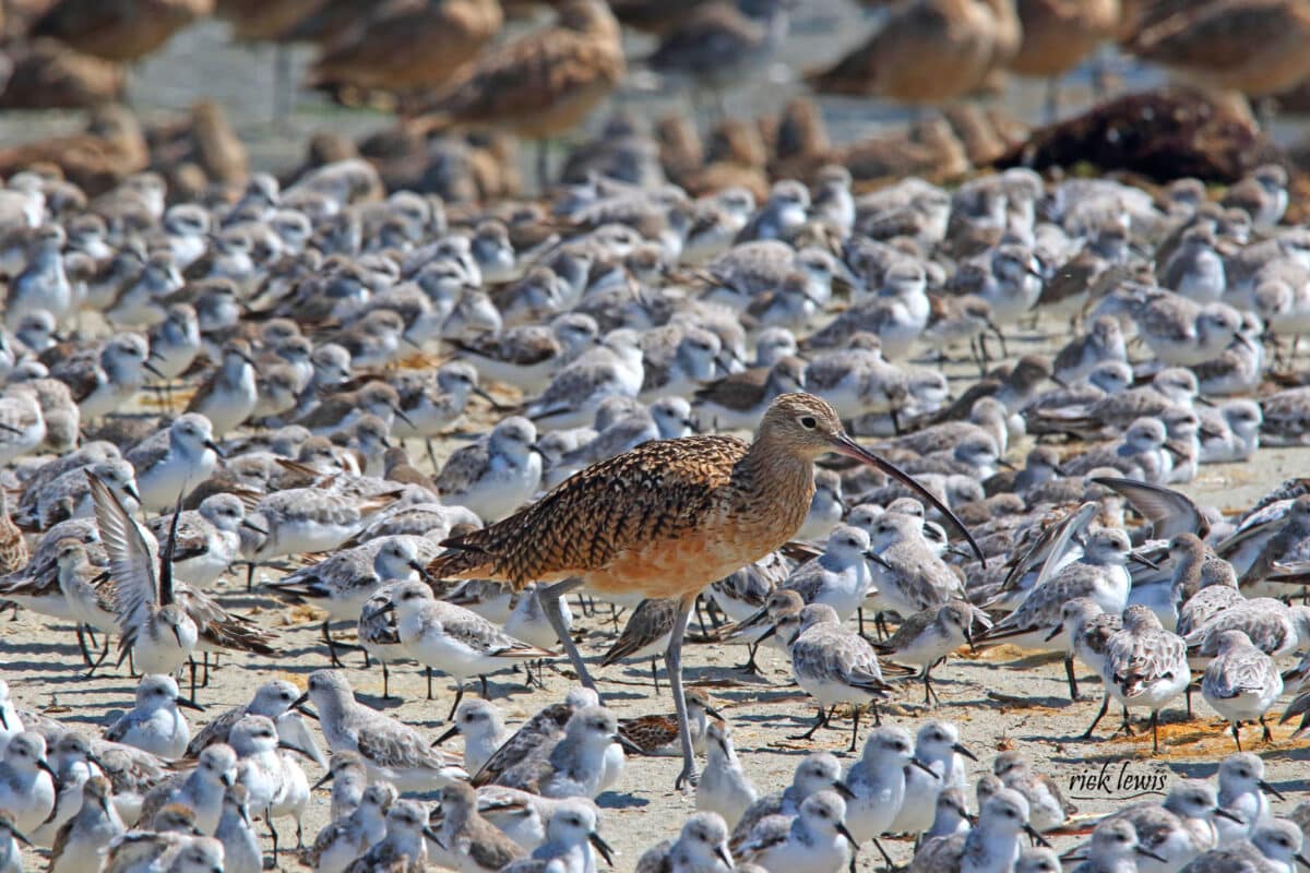 Alameda Post - A wide variety of Alameda sandpipers on a beach.
