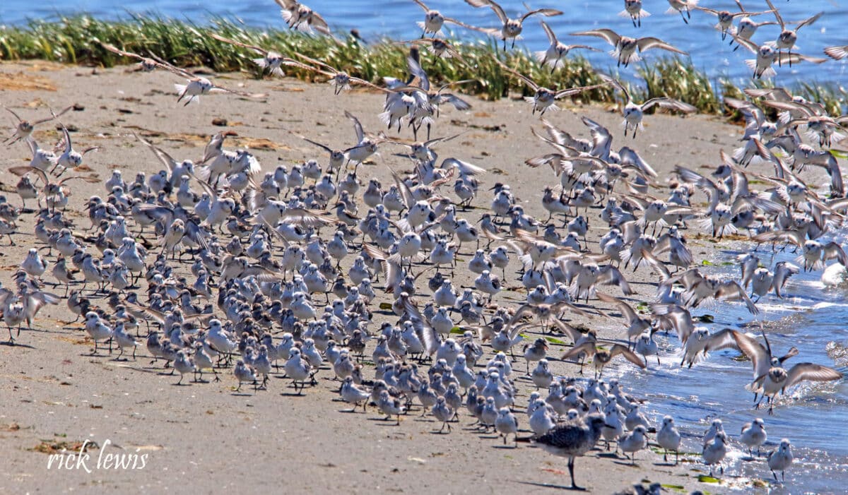 Alameda Post - a flock of birds on the beach.