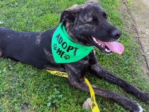 Alameda Post - Callie the brindle shepherd mix, wearing a bright green bandana that says "Adopt Me."