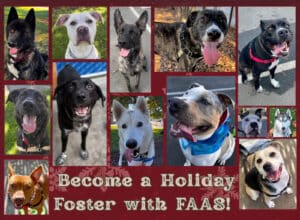 Alameda Post - A collage of FAAS dogs and text that says "Become a Holiday Foster with FAAS!"