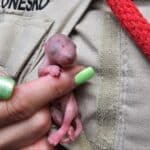 Alameda Post - a tiny pink squirrel in someone's hand
