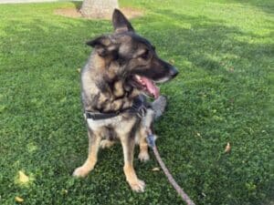 Alameda Post - Dusty Lucille the shepherd mix.