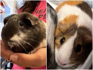 Alameda Post - two guinea pigs