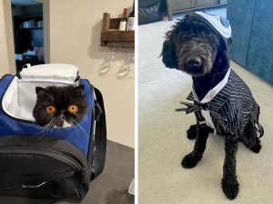 Alameda Post - a cat in a carrier and a dog in a halloween costume