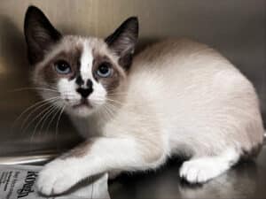 Alameda Post - a photo of a kitten looking out of a kennel