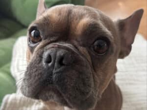Alamda Post - Bunnie the adoptable small Frenchie or similar