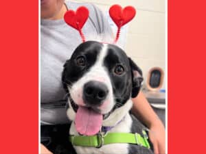 Alameda Post - Huggy the black and white pitbull in a Valentine's red heart headband.
