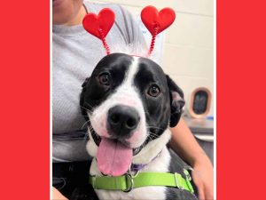 Alameda Post - Huggy the black and white pitbull in a Valentine's red heart headband.
