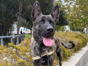 Alameda Post - Two photos of Jude, a dog who appears to be a shepherd or malinois mix.