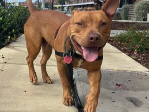 Alameda Post - Ranger the tan or reddish bully mix puppy.