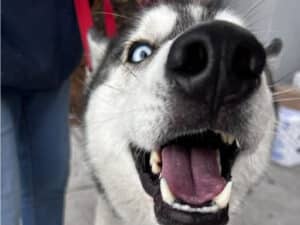 Alameda Post - Zeus the husky.