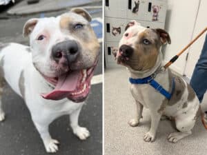 Alameda Post - Shellsea the 3-year-old Staffy mix.