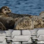 Alameda Post - Harbor seals sleep on a floating plastic dock. One turns its head to look towards the camera.