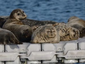 Alameda Post - Harbor seals sleep on a floating plastic dock. One turns its head to look towards the camera.