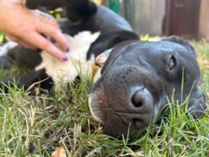 Alameda Post - Tina rolls happily in the grass.