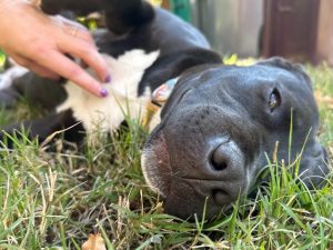 Alameda Post - Tina rolls happily in the grass.