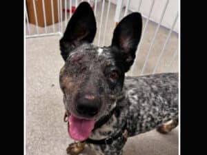 Alameda Post - A black and white spotted cattle dog with one eye.