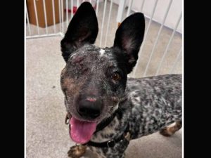 Alameda Post - A black and white spotted cattle dog with one eye.