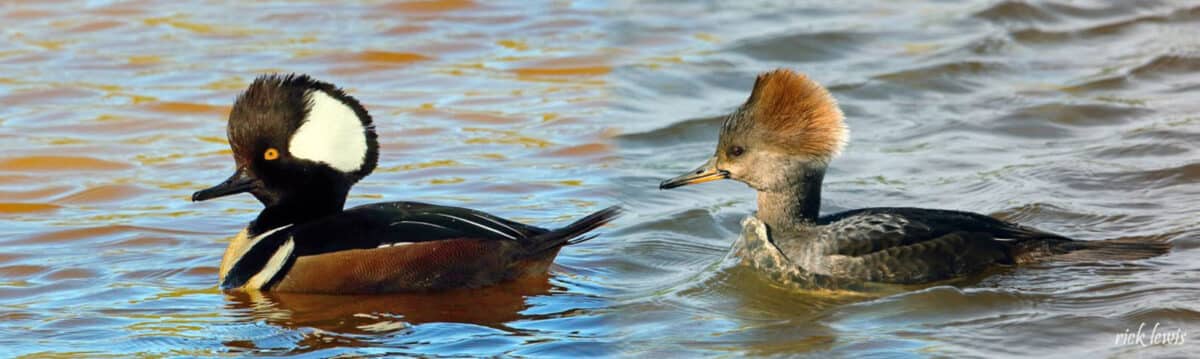 Alameda Post - A male and female hooded merganser on the water.