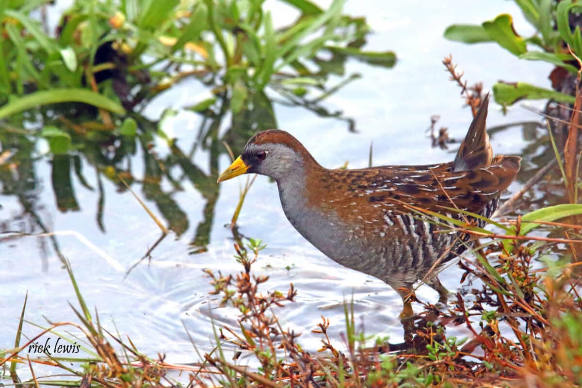 Alameda Post - A small sora on the edge of the water.