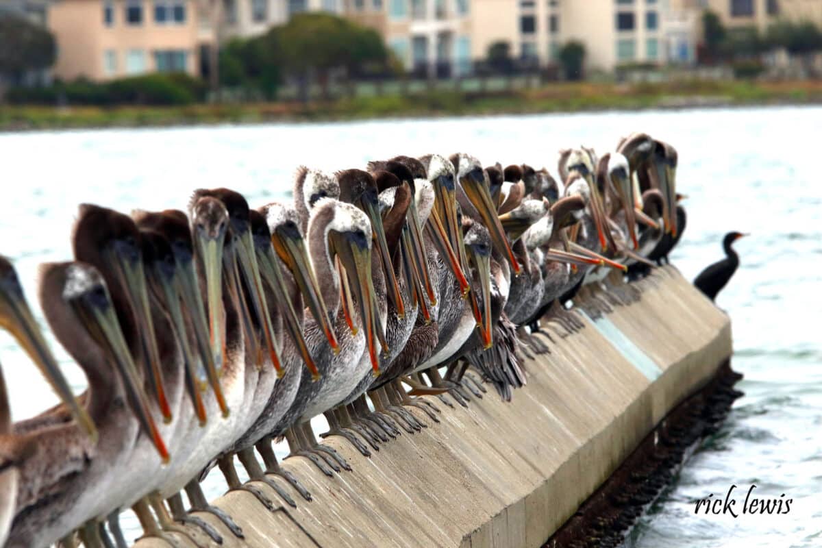 Alameda Post - lots of pelicans sit on a wall in the water