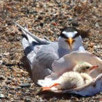 Alameda Post - a black and white bird sits next to a large shell. Inside the shell, the bird's chick rolls around