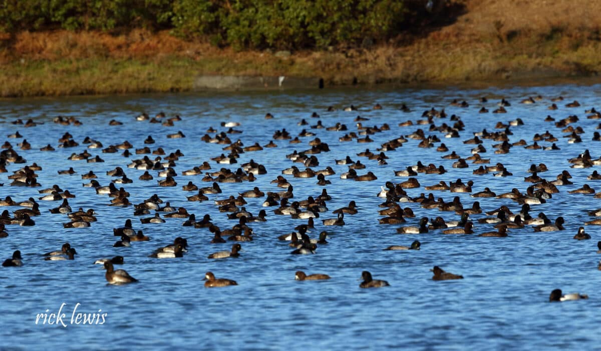 Alameda Post - a multitude of ducks out on the water