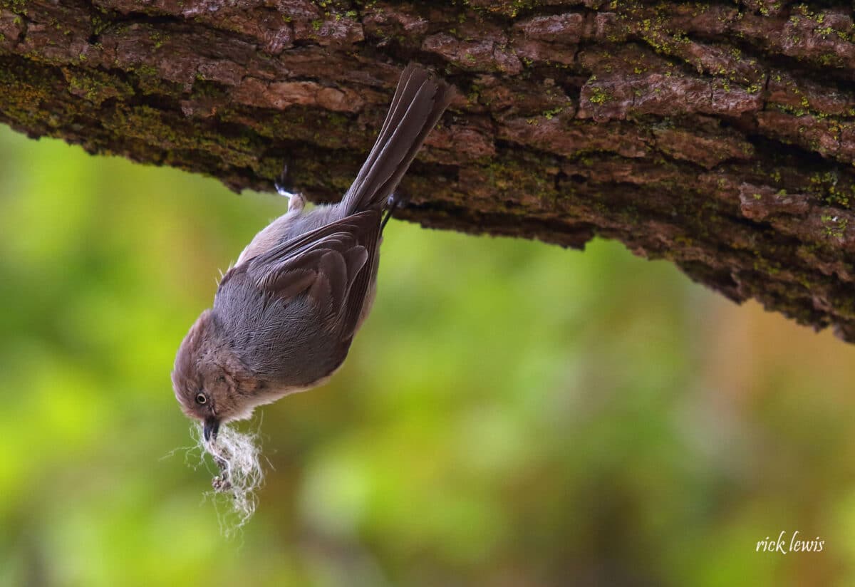 Alameda Post - a small grey bird hangs upside down and carries nesting material in its beak