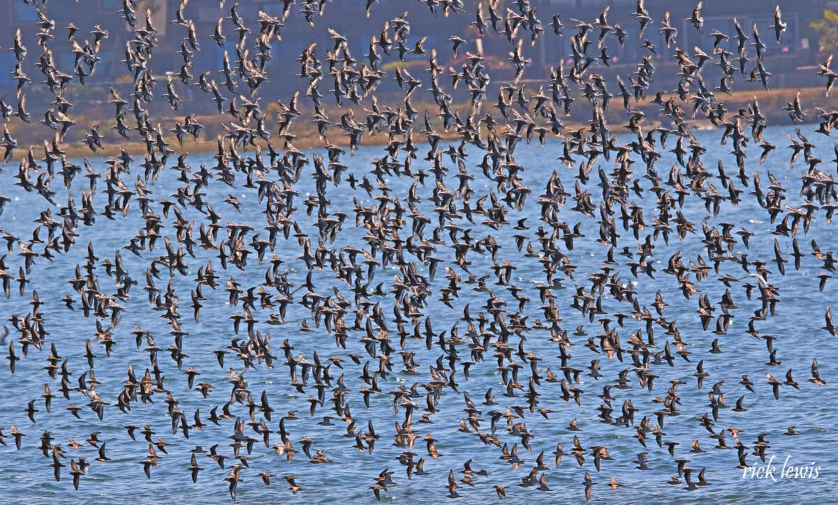 Alameda Post - a flock of shorebirds in flight over the water