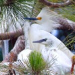 Alameda Post - an adult and juvenile snowy egret