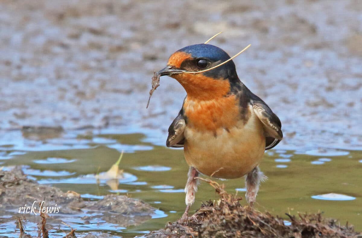 Alameda Post - a bird sids in the mud holding a piece of grass in its beak