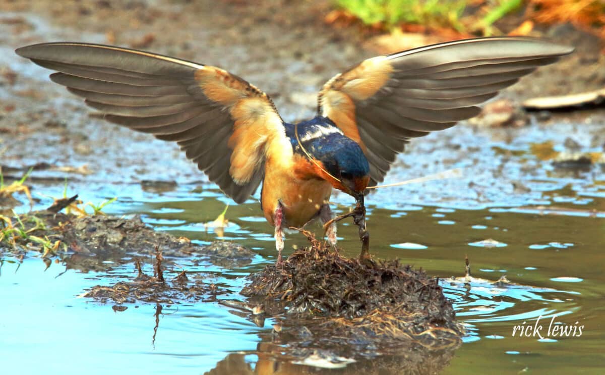 Alameda Post - a bird digs through watery mud