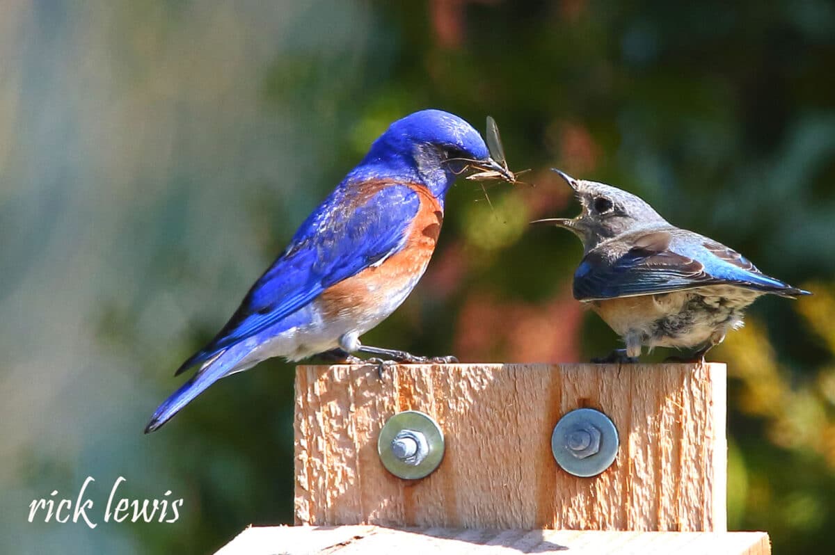 Alameda Post - An adult and juvenile bluebird sit on top of a fence post. The adult holds an insect in its mouth, and the juvenile opens its mouth expectantly