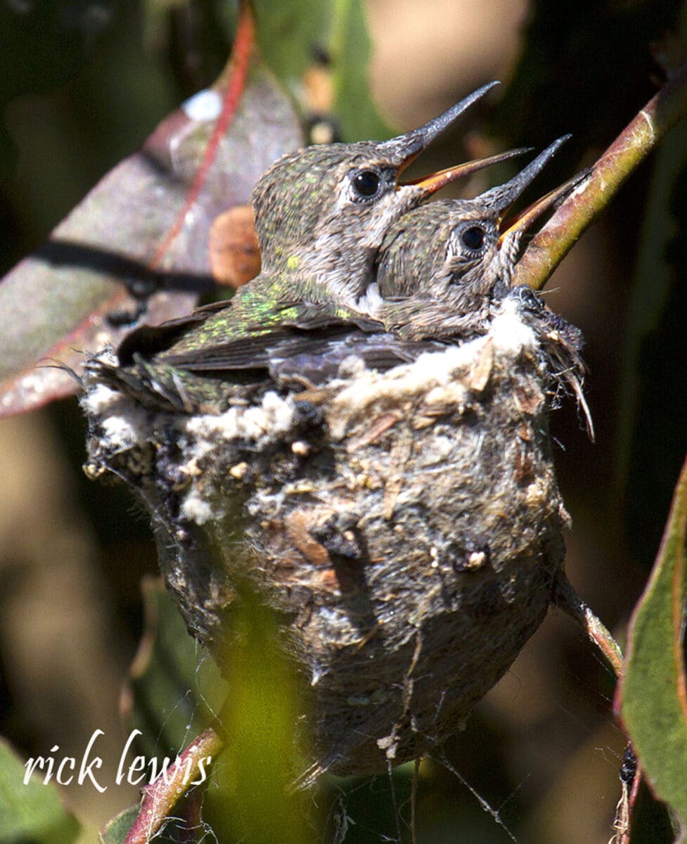 Alameda Post - young hummingbirds sit in a nest