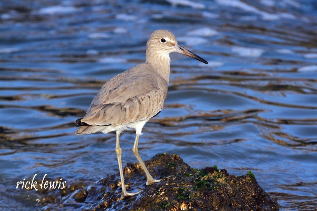 Alameda Post - a light grey bird stands on the water's edge