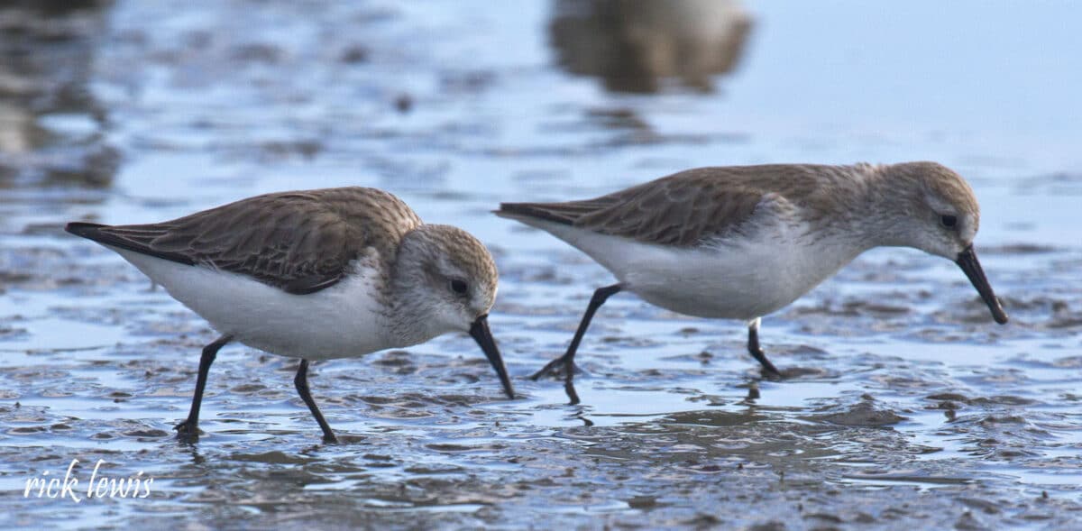 Alameda Post - small brown and white sandpipers wade through the shore 