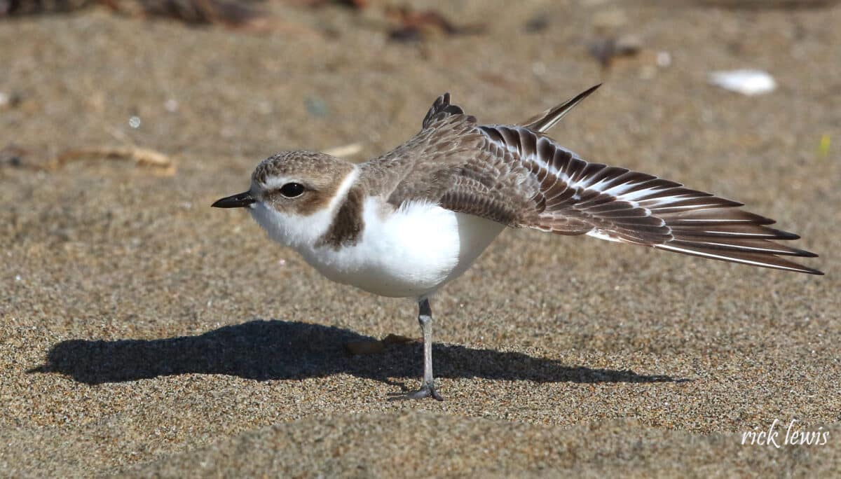 Alameda Post - a snowy plover stands on one leg with its wings outstretched