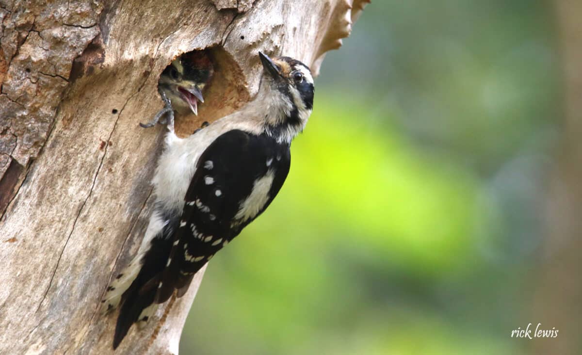 Alameda Post - an adult woodpecker clings to the side of a tree while a young woodpecker looks out from a hole in the tree