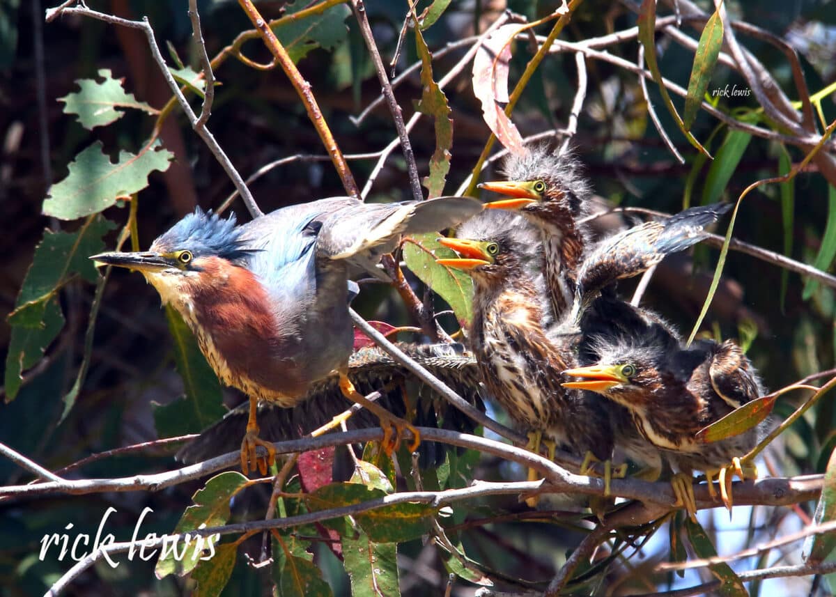 Alameda Post - three fuzzy baby green herons sit on a tree branch next to an adult